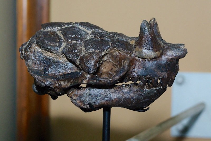 dcpaleo's tweet photo. #FossilFriday To follow up to my recent blog, here's a picturesque horned #armadillo skull from the MACN in Buenos Aires. Note that its horns are just sitting on its nose - they are specialized #osteoderms (skin bones)! #raftingmonkey #Miocene https://t.co/IkvzXYi3lu https://t.co/JD2pnsMcOZ