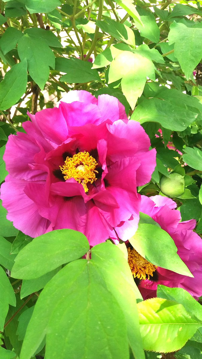 안가고 보지 않아도
뒤안의 목단꽃은
내발아래
똑똑 떨어지는데

해지고 산그늘 내리면
차마 뒤안에 나는 못가오
행여, 행여나 나볼때
꽃잎이라도
내 발아래 뚝뚝 떨어진다면

어떻게 그꽃 본다요
두눈 뜨고 그꽃 못보오
그꽃 나는 못보오

♧_그꽃 못보오,김용택