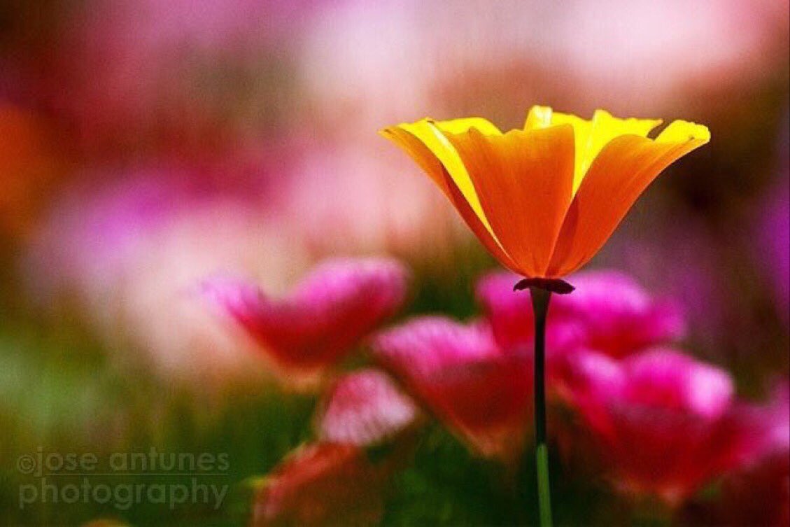 JeanetteEliz's tweet photo. Smile, It’s Friday! 😊 Happy Friday Everyone. I hope all of you have a wonderful day. Have a beautiful weekend. 💞🌺💕 https://t.co/Q9vOdAK8L7