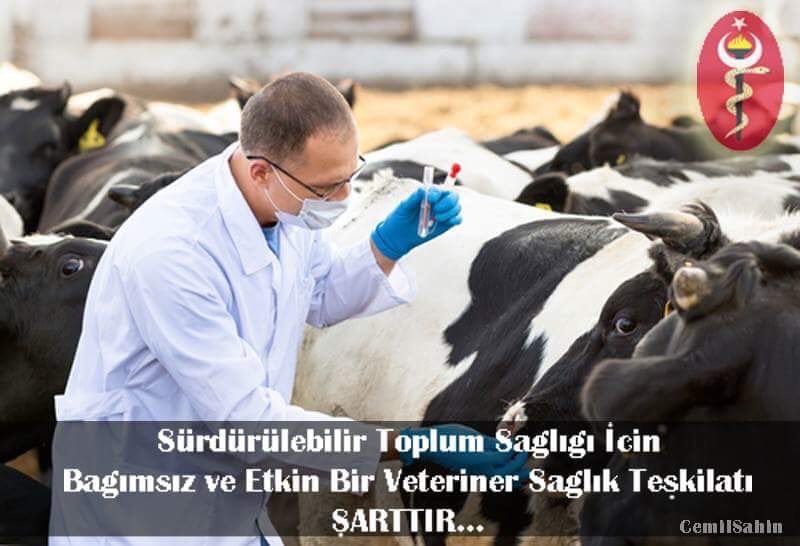 Проведение массовой обработки животных. Проведение массовой обработки животных. Мясо диких животных виды. Ветеринарная обработка животных. Дезинфекция животноводческих помещений крс.