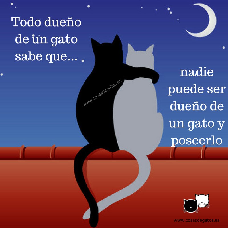CosasdeGatosweb's tweet photo. Yo prefiero decir que soy "su humana" o su "mamá" que su dueña... https://t.co/QDvh1z0dTw