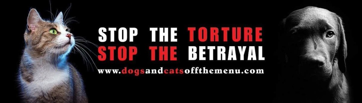 Lanaroske1's tweet photo. @ABC12WJRT Vietnam needs to stop brutally torturing millions of cats!! There are many CAT lovers in that would love to vacation in Vietnam but we will not step foot in your country because of this SICK barbaric practice‼️Wake up #noexcusefortorture #stoptorturingcats #stopdogcatmeattrade https://t.co/dYDI6NIwLo
