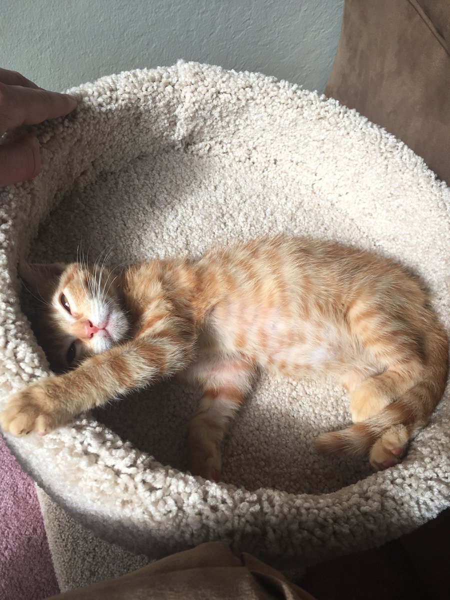 andrevickatina's tweet image. Look at my sweet young boy #modelcat #ranger #tabbycats