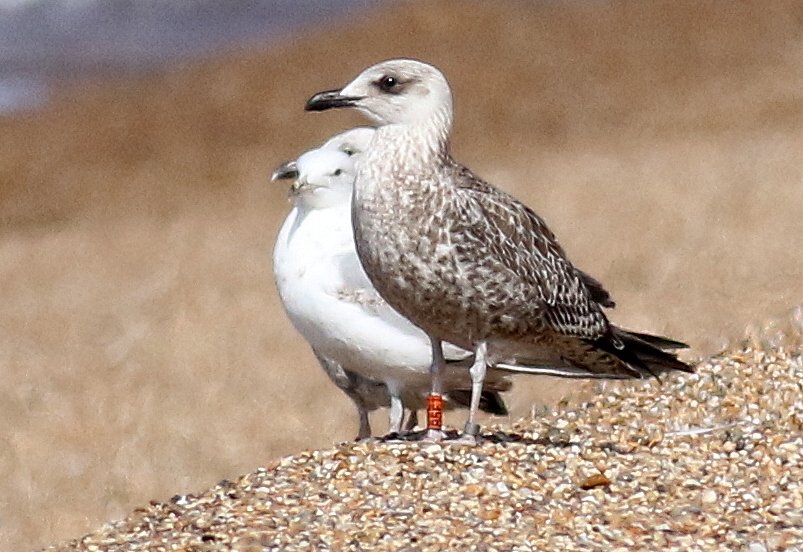 Mike Morse (@bexbirder) on Twitter photo Just had info back on the colour ringed juv Yellow-legged gull at West Bexington on 23 July. It was ringed on Illa de l'Aire off Menorca on 05/05/2018. So not 'lusitanius' <a href="/LeeEvansBirding/">Lee Evans (LGRE) - the official account</a>, but a good cr record nonetheless. Just had info back on the colour ringed juv Yellow-legged gull at West Bexington on 23 July. It was ringed on Illa de l'Aire off Menorca on 05/05/2018. So not 'lusitanius' <a href="/LeeEvansBirding/">Lee Evans (LGRE) - the official account</a>, but a good cr record nonetheless.