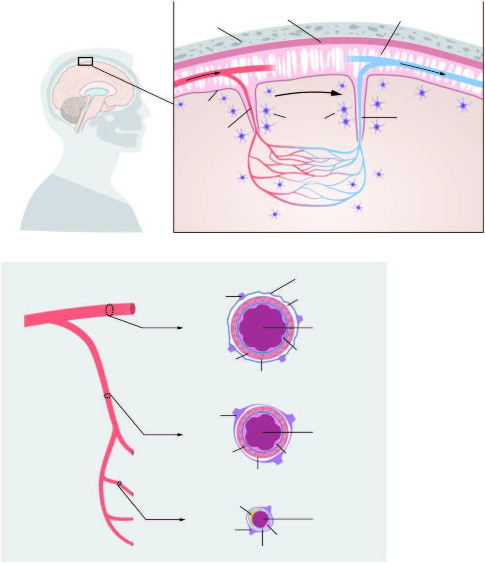 TOPICAL REVIEW: Role of NOTCH3 Mutations in the Cerebral Small Vessel Disease Cerebral Autosomal Dominant Arteriopathy With Subcortical Infarcts and Leukoencephalopathy #stroke ow.ly/Dduq30lObwY