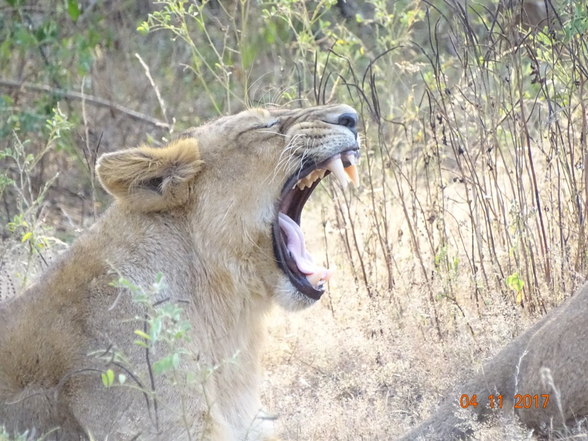 ValaPiyush6's tweet photo. @CynergiWritersF 🌳 The Lion 🦁 Of Forest 🌳
I'm in the forest department. my hobby is photography. Click this photo in the field📷😊
#contest #photography #writers #writer #caption #Contestalert #Contest #cwf #cynergiconnects #travel #tourism #internationaltourismday #tourismday
Asiatic Lion https://t.co/NffveeoVDf