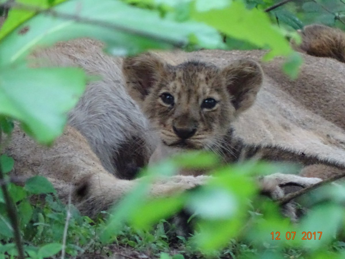 ValaPiyush6's tweet photo. @CynergiWritersF 🌳 The Lion 🦁 Of Forest 🌳
I'm in the forest department. my hobby is photography. Click this photo in the field📷😊
#contest #photography #writers #writer #caption #Contestalert #Contest #cwf #cynergiconnects #travel #tourism #internationaltourismday #tourismday
Asiatic Lion https://t.co/NffveeoVDf