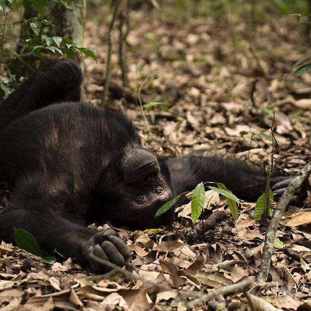 Uganda_Lodges's tweet photo. When it is finally Friday and you are home, safely in your pajamas 😍
📸: @jenrobterz
#PrimateLodgeKibale #UgandaLodges #KibaleForest #KibaleNationalPark #ChimpanzeeTracking #Trekking #Birding #PrimateLovers #PrimatesParadise — at Kibale National Park. https://t.co/MNZdGRzzlm
