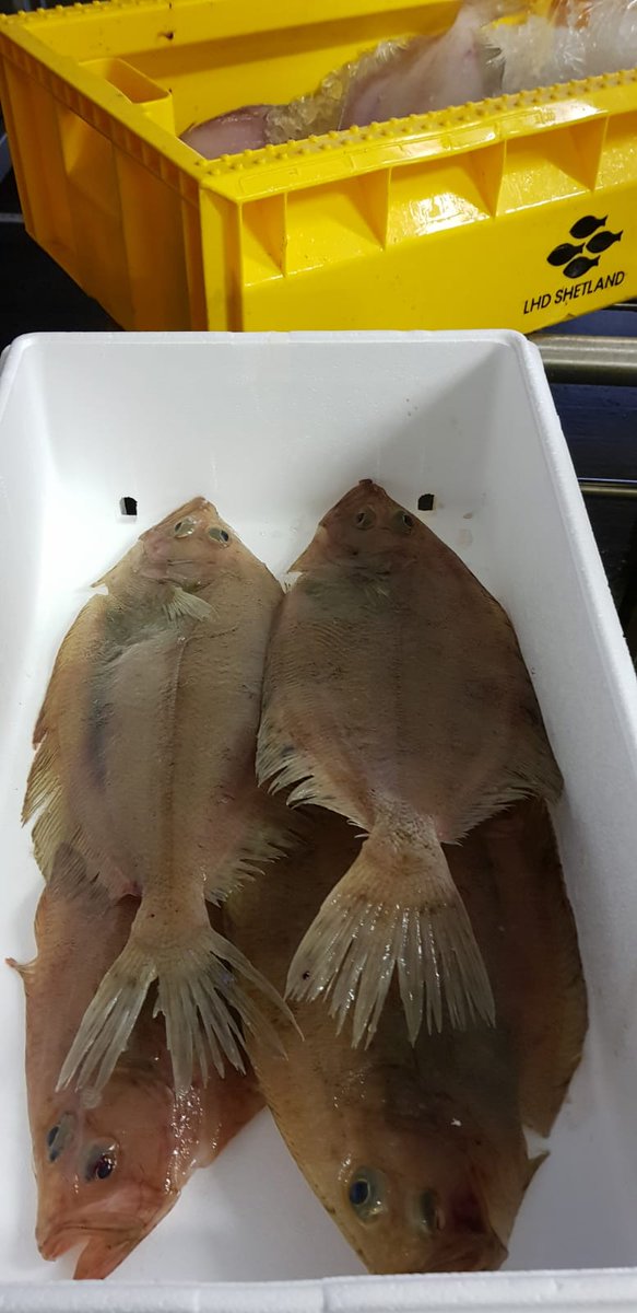 Shetland Seafood Auctions tweet media