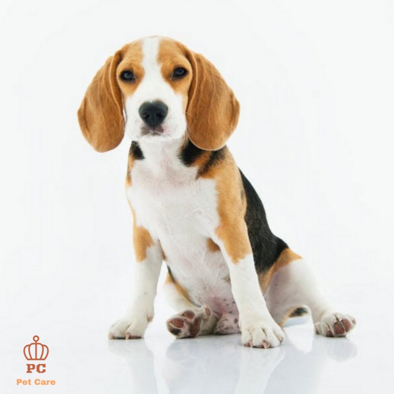 Pet_Caree's tweet photo. Caring for pets is the mos human thing you can do. We love caring for those little cute things, because we love pets!
.
.
#pets #love #dog #petparent #petfriendly #followpets #followback #animal #funnyanimal #cute #happy #dogsfortwitter #dogsarelove #dogslovers #doglife #doglove https://t.co/KbK7womLcM