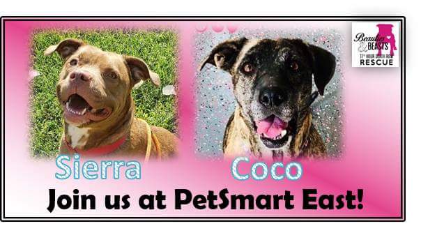 Come out meet a couple adoptable dogs, buy merch and tall with us about volunteer opportunities.  We will be at Petsmart on East Kellogg from 1pm to 3pm Saturday September 15th. Hope to see you tomorrow!