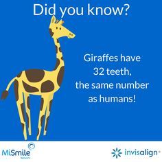 If you've ever wondered what animal has the same number of teeth as humans, look no further. Giraffes have 32 teeth too!
#Clear #DidYouKnow #DentalFacts #Invisalign #Orthodontics #Teeth #Giraffes #Humans
