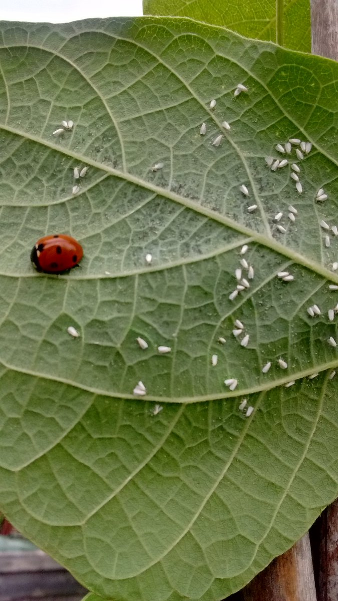 gardenoracle's tweet image. The whitefly has been really bad this year, nice to find this ladybird making the most of it!