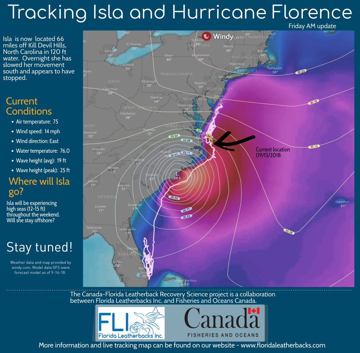 LeatherbacksFLA's tweet photo. Isla the #leatherback #seaturtle  has stopped moving south and is now about 65 miles off Kitty Hawk North Carolina in 120 ft water. She will be experiencing high surf for the next 48 hours. 
Please be safe out there! #HurricaneFlorence @windyforecast https://t.co/BmikEwYLSr