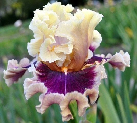talius's tweet photo. TB 'Make Mine Magic' iris for you this morn ♡ 
Have an awe-inspiring Friday :) https://t.co/4zpKiQzhFc