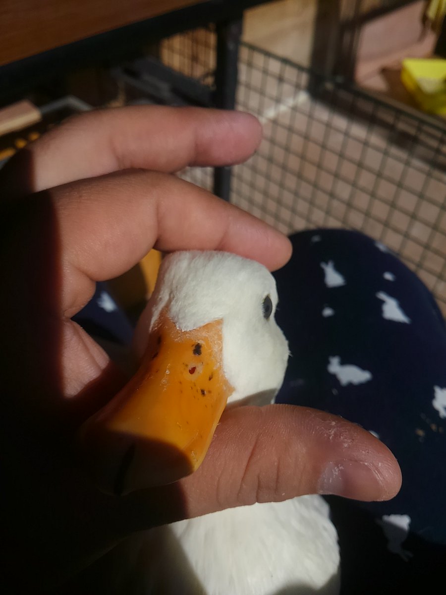 callduck_nosuke tweet picture