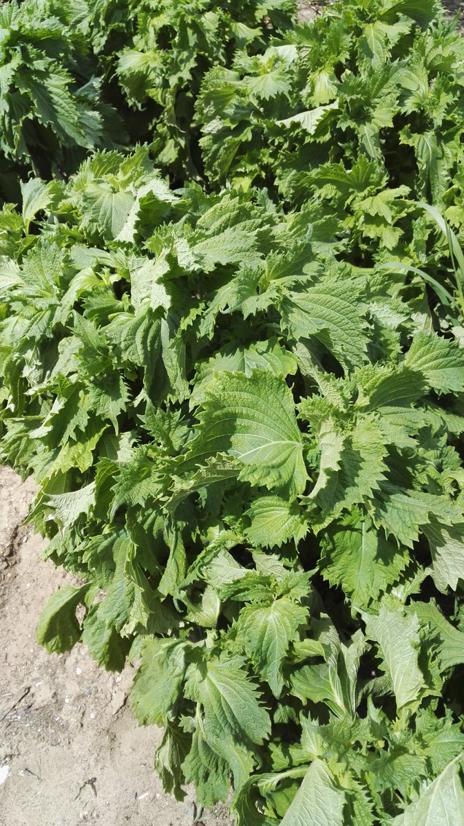 odfarmara's tweet photo. Perilla krovitá nazývaná aj Čierna žihľava #agro #polno #polnohospodarstvo #bylinky #farms #bio #food #foods #odfarmara https://t.co/nBLb5mCEqo https://t.co/OM5mxH9gvU
