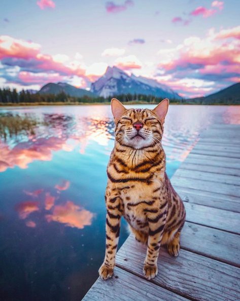 Sunset cat 🐱 Photo by @sukiicat