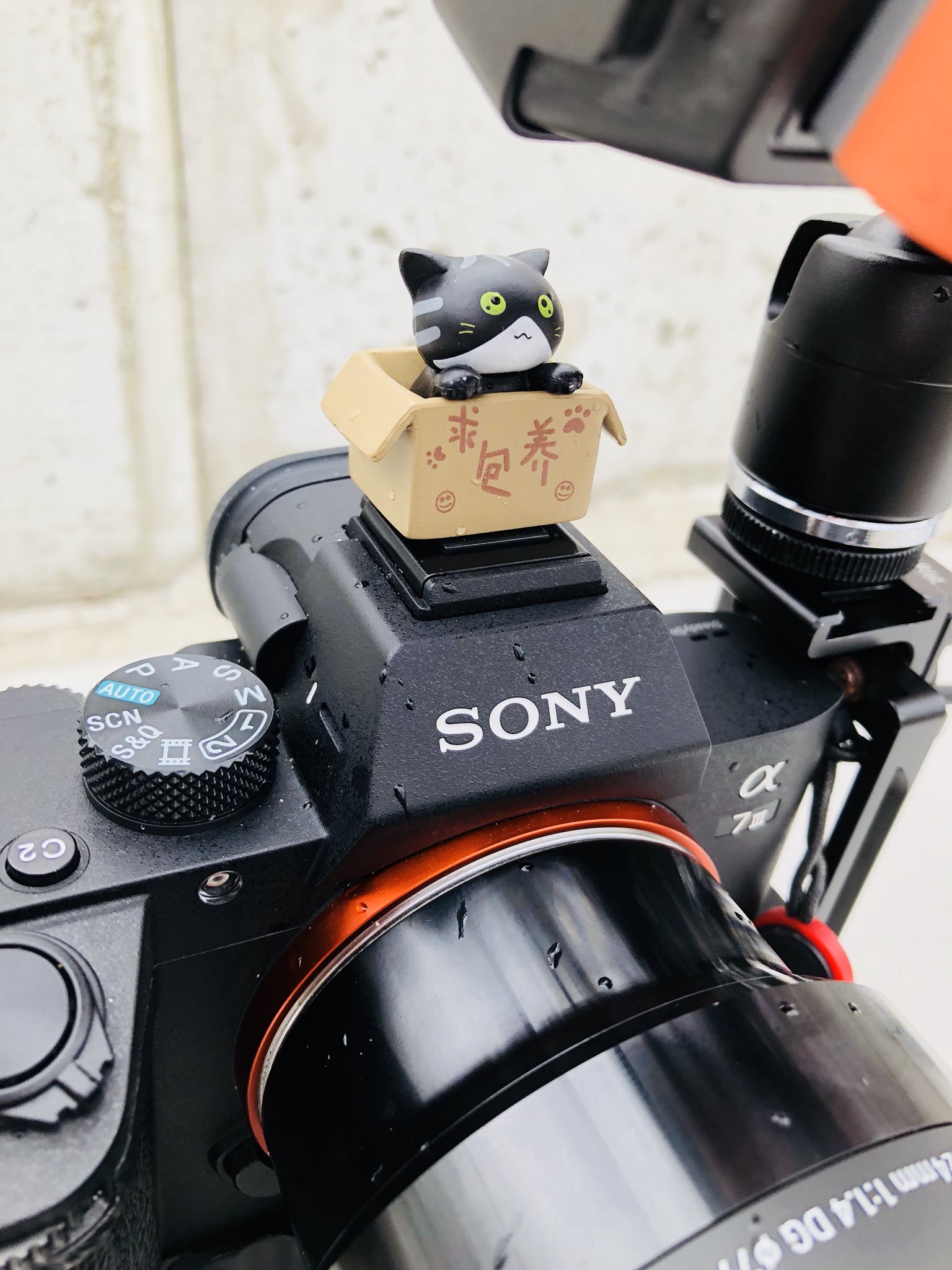 イルコ 光の魔術師 フォトグラファー 公式 可愛いと思ったらrt まぁ Sonyのホットシュー絶対カバー つけた方がいいらしいので とりあえずいい感じのホットシューカバー見つけた イェーイ T Co Uvz4nloif6 Twitter