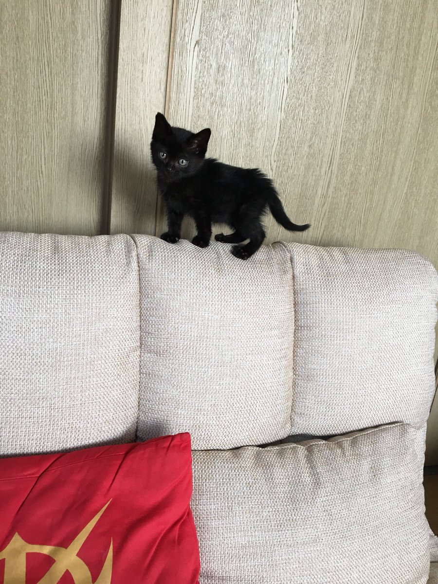 takatchiy's tweet photo. それから2ヶ月、1年前の今日、側溝で鳴いてた黒猫。夏風邪と低血糖おこし危なかったけど、元気になりすくすく育ちました😽
またもや絡めた名前、青黒いみたいな意味の、黒猫黎（れい）くん、うちの子になってくれてありがとう💕

#猫 https://t.co/uQwVw0fnDy