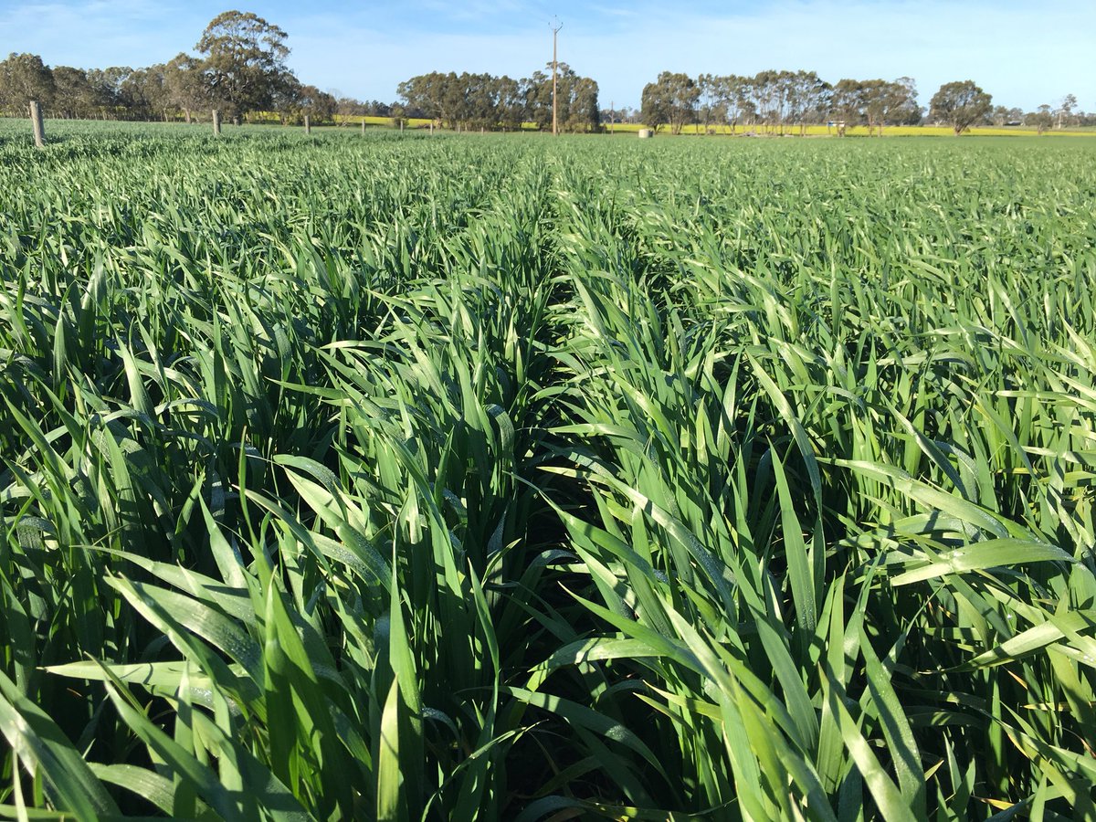 KPFarms01's tweet photo. #Trojan wheat looking very promising. Loaded up with N, trace elements and #zincammoniumacetate. And a sniff of #ModdusEvo to stop it falling over https://t.co/Rl6M7KvRzB