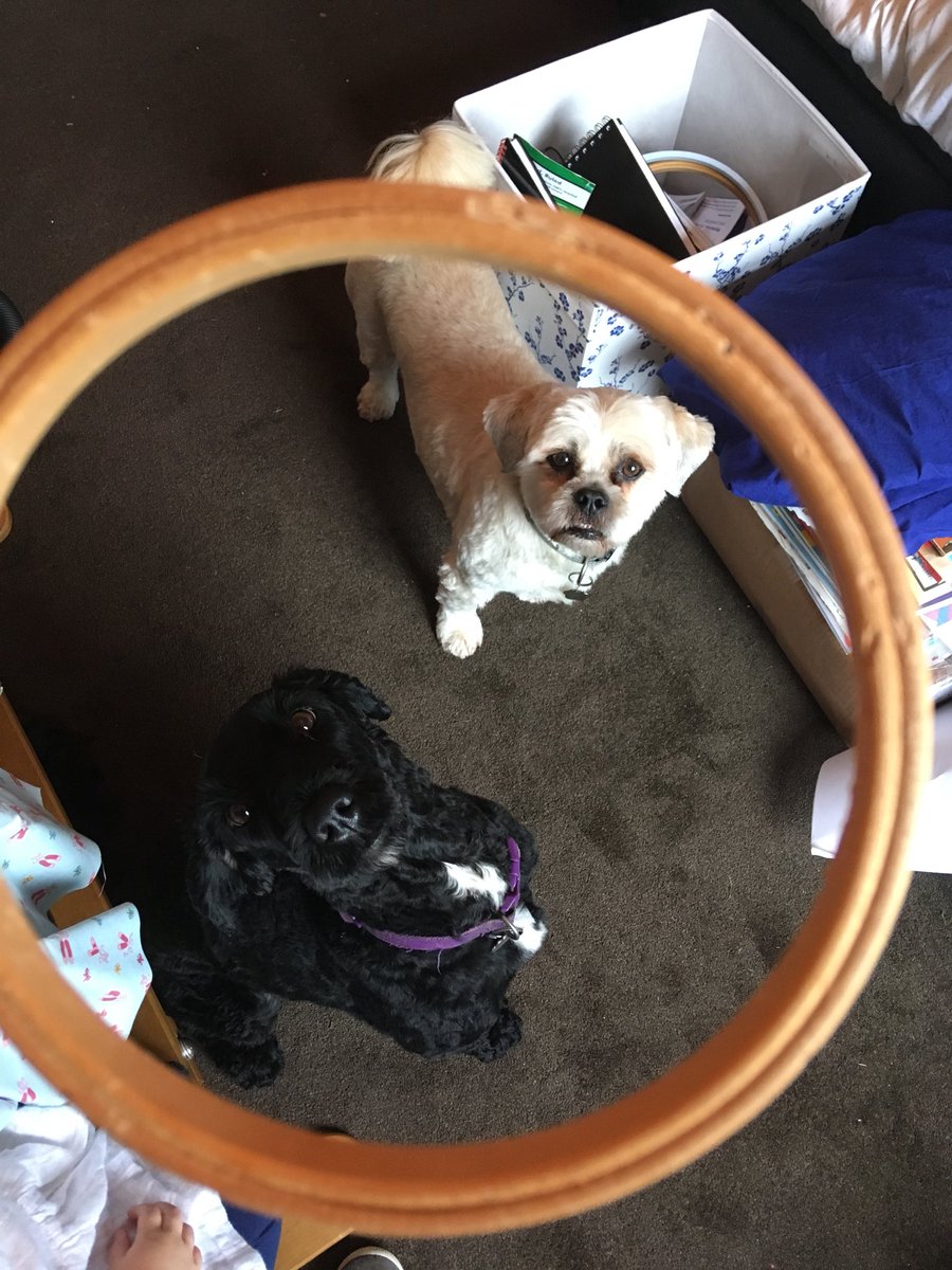 Which one chewed my embroidery hoop?! #sewing