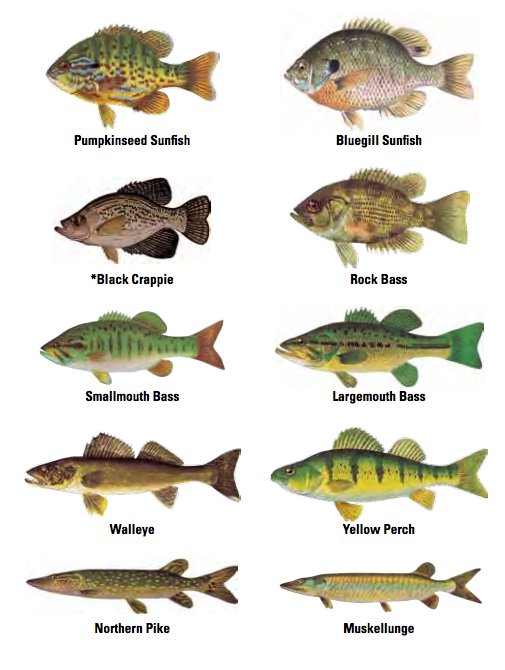 Lake Ontario Fish Species Chart