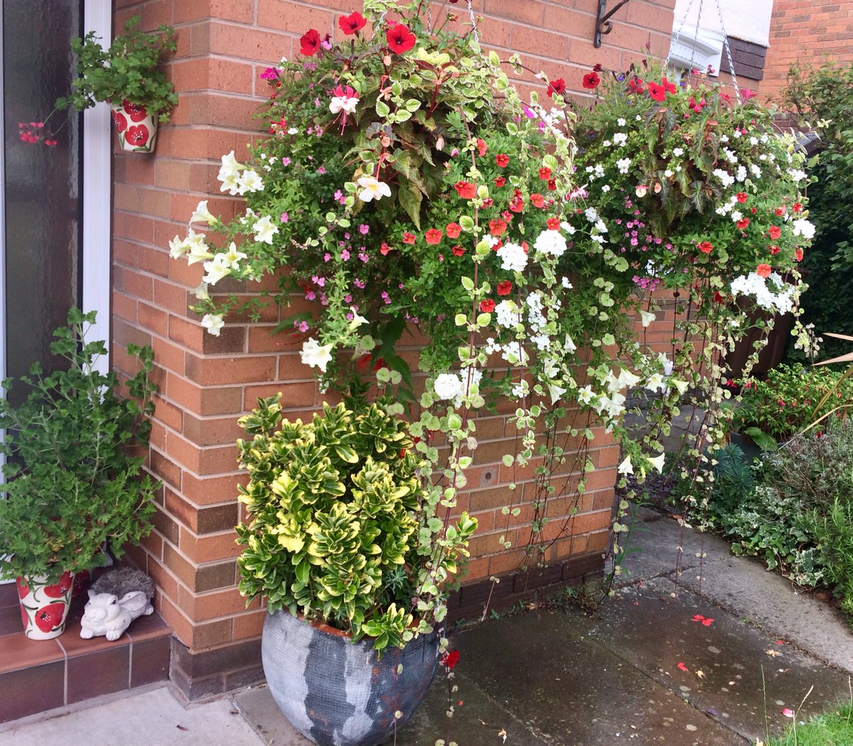 ladylittler's tweet photo. Still blooming lovely! Summer baskets from #Sunnyfields in @HightownVillage #FridayFeeIing https://t.co/hVFwT99ybP