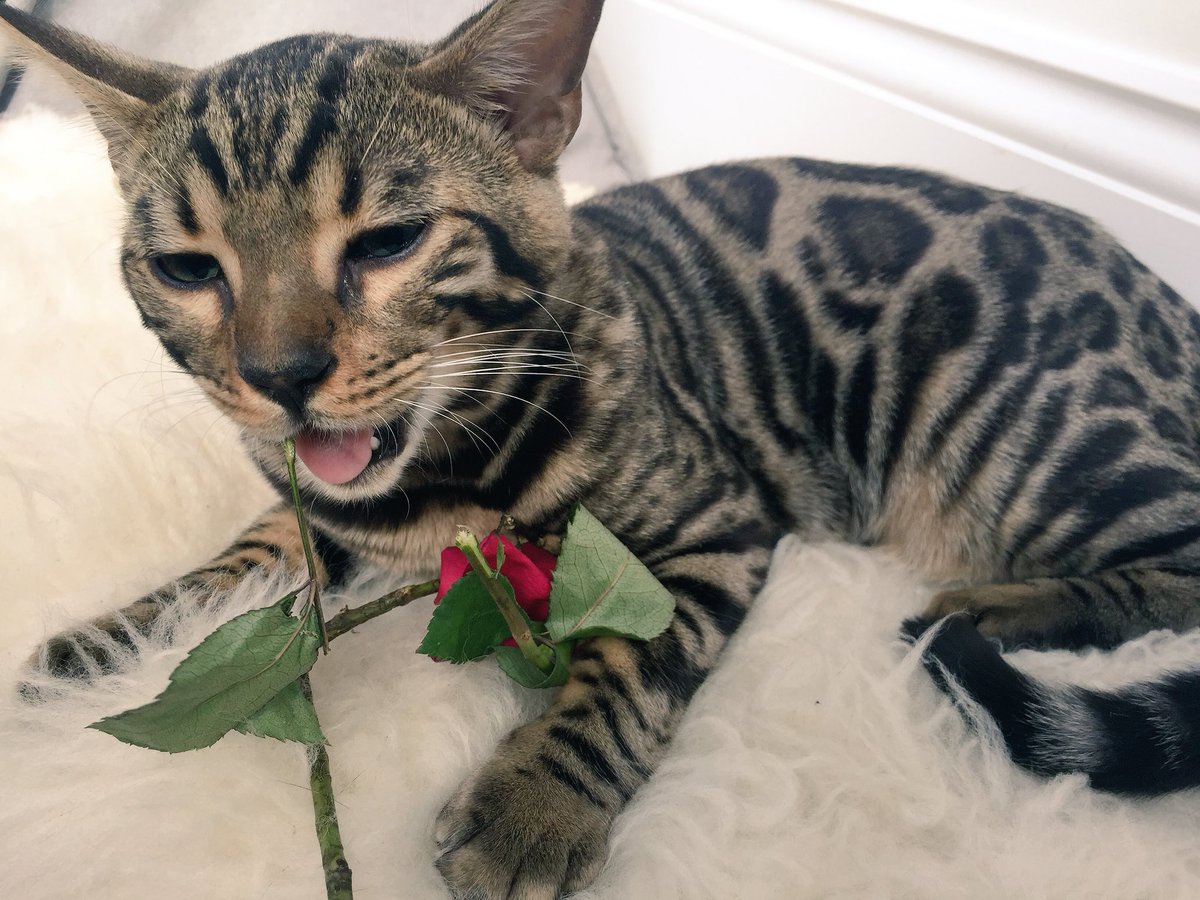 Wilma & Frank 🌈 & Nell The Bengals tweet media