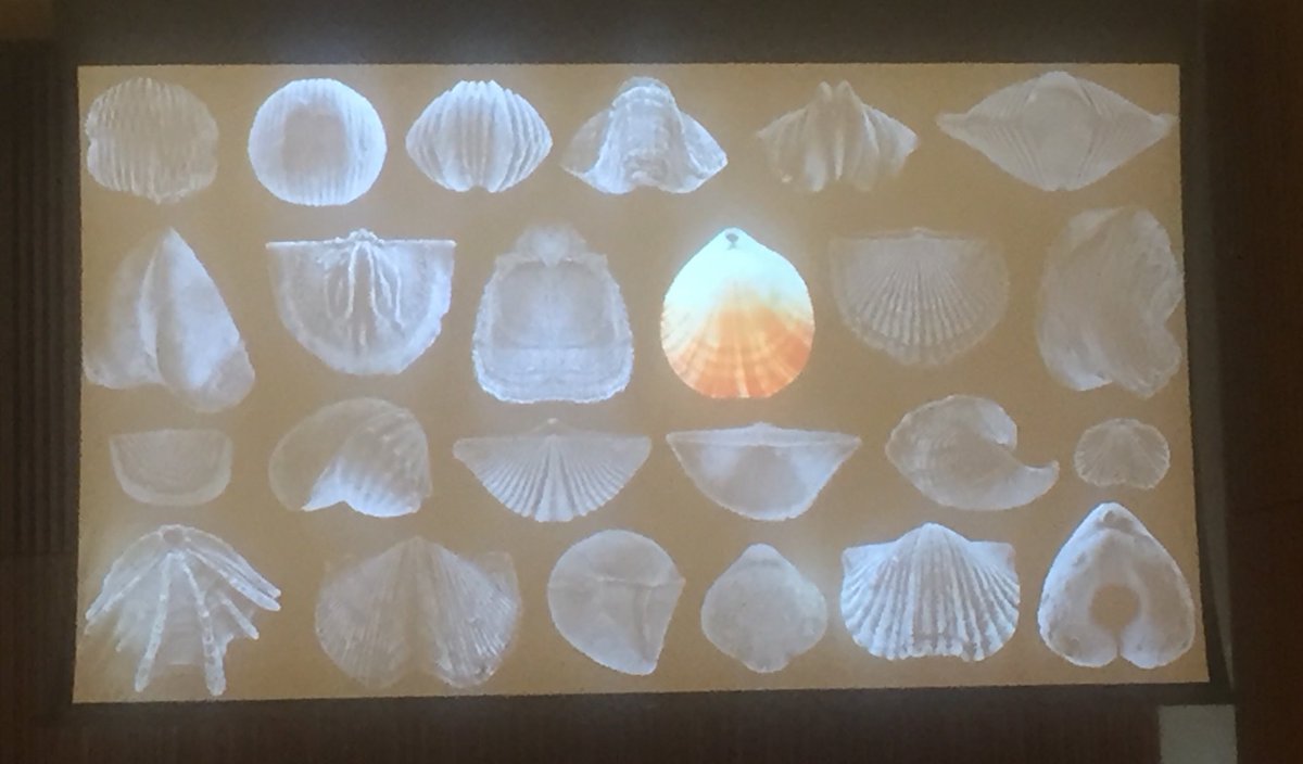 NHM_Brachiopoda's tweet photo. Much more variety of brachiopod form in the fossil record than today. Shiino is telling us about the insights this form and function can tell us in terms of evolutionary morphology. #IBC8 https://t.co/iRQahYkfDd