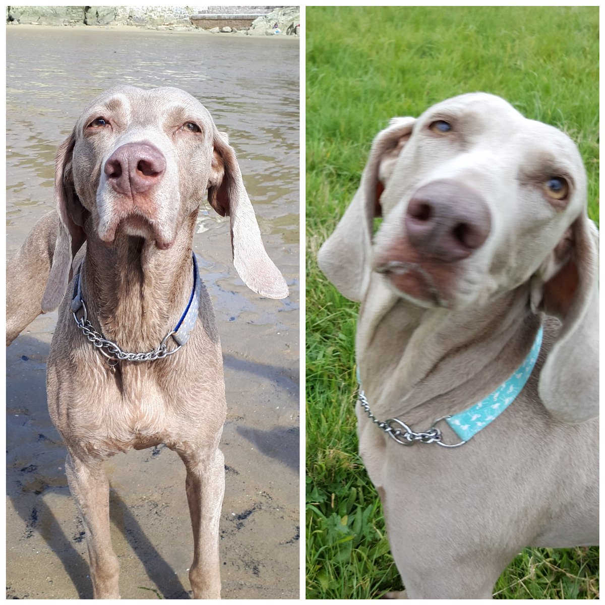 MaddyPaws1's tweet photo. Maddy met up with her other daughter today..the beautiful Beau..(left on the photo) can't believe how alike these 2 beauties are 💕 #weimaranerlove https://t.co/HsYZoLJ2fR
