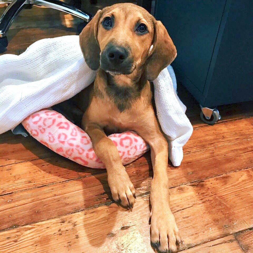 MorrisAnimal's tweet photo. @AnnaPaquin Adoptable puppies Corinne&Mukta wish they could go to @KeystoneComiCon, but are stuck here at the Refuge! They’re hoping #KeyStoneComicCon folks might stop by & adopt: https://t.co/BoOaqehnSk! (Pups named for @corinnegilliard & @muktamohan w/ our #WFLT nameathon w/ @anamariecox.) https://t.co/zNC4zYp4Pb