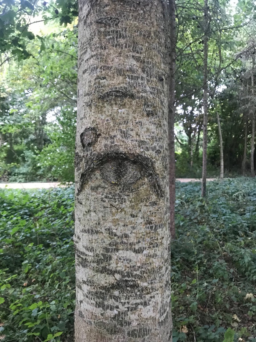 The trees have eyes