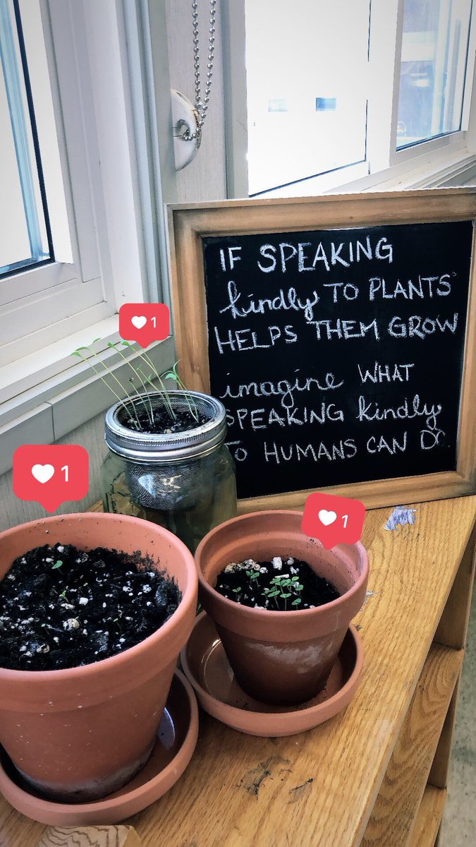 Ms__LAnderson's tweet image. I know I have already shared our classroom plants, but I’m obsessed! I can’t even keep my plants at home alive and these guys are thriving from my little green thumbs. #class53 #classgoals #greenthumbs