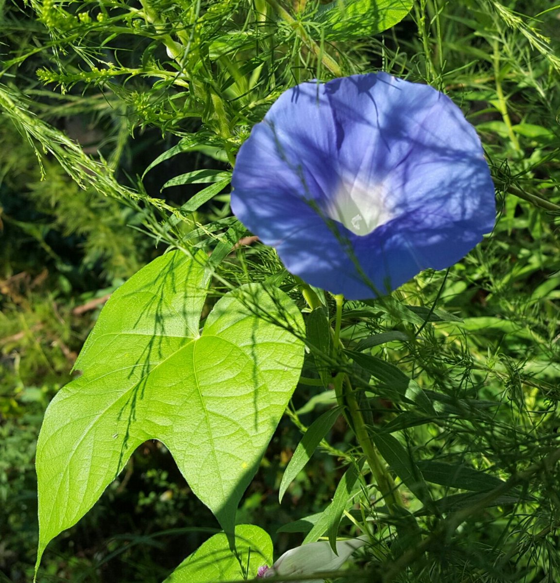 HollyCouch4's tweet photo. Everything does seem brighter n my #Garden this Morning after hearing from my #missing Son #NMPR #38063 Shooting into the Sun ♡ Louisiana @MargaretOrr @ThePhotoHour @StormHour https://t.co/ixtR0ICDd2