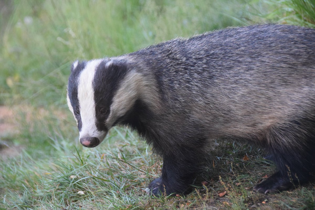 Essex Field Club Twitter