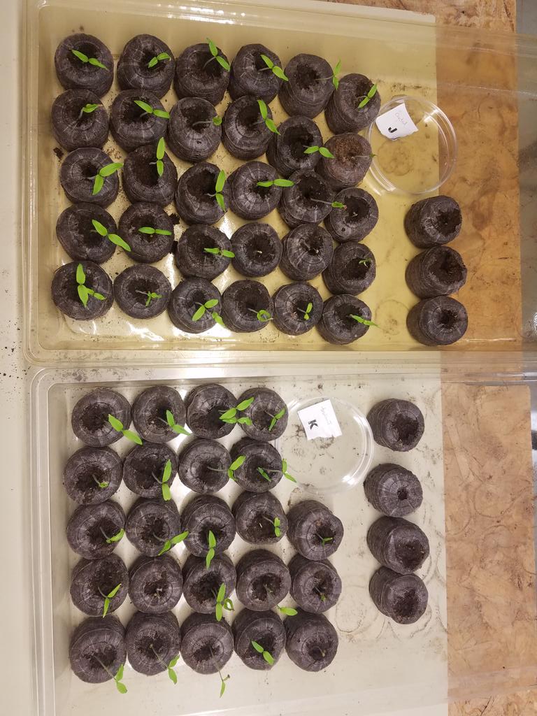 GlobalMccowan's tweet photo. Grade 9 participates in #letstalkscience #tomatosphere evaluating if the germination of seeds is affected by exposure to the living conditions on the international space station.  @shdhspanthers https://t.co/Kwp20pSjuc