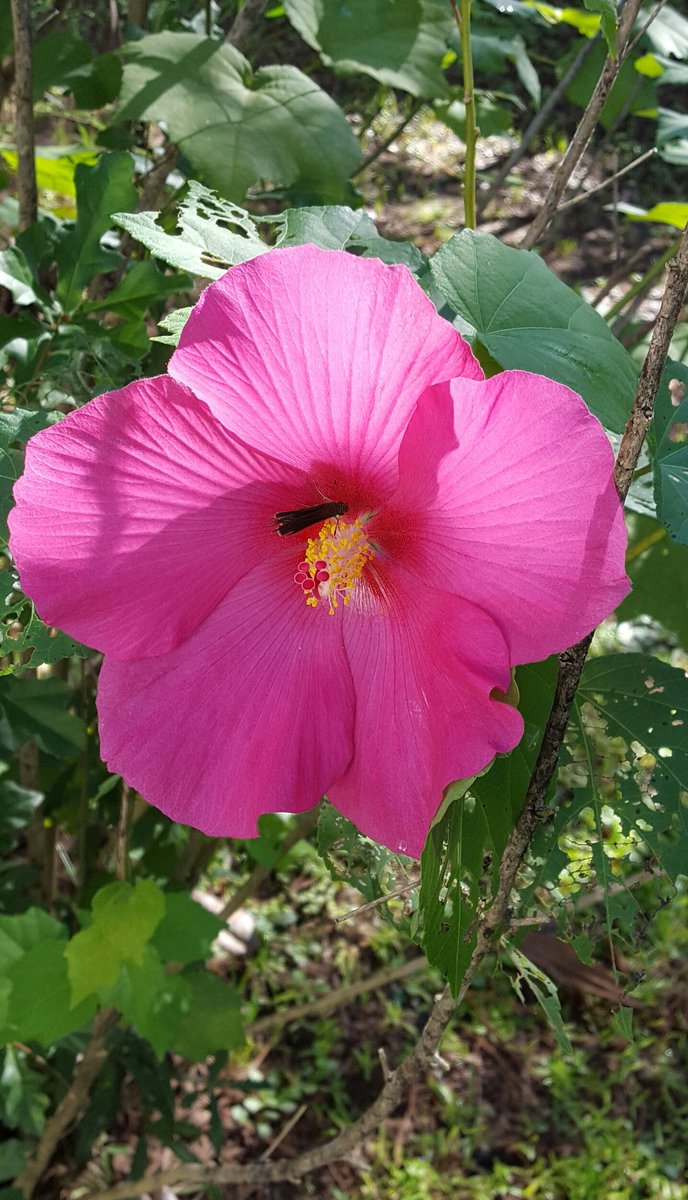 HollyCouch4's tweet photo. Everything does seem brighter n my #Garden this Morning after hearing from my #missing Son #NMPR #38063 Shooting into the Sun ♡ Louisiana @MargaretOrr @ThePhotoHour @StormHour https://t.co/ixtR0ICDd2