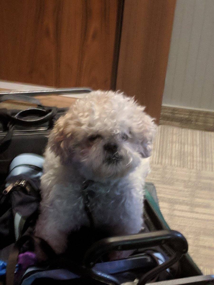 busterposes's tweet photo. Wagon ride! https://t.co/6Dg95D97yO