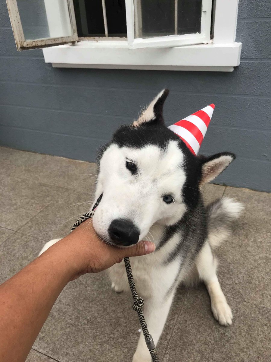 alsimrenzo's tweet photo. Happy Birthday to these two 🎈🎉🐶 https://t.co/E1Ma6uJ5qg