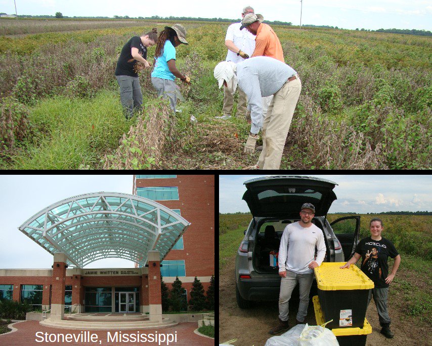 UTABiologyDept's tweet photo. Graduate students Christian Peterson & Meaghan Rose from the #ChangLab worked with the Stoneville @USDA this week to test drought & desiccation tolerant inoculants in #Soybeans. They plan to expand their research to more states this spring. #Fieldwork @UTA_Science @UTAGradSchool https://t.co/OgRZBXnQ2b