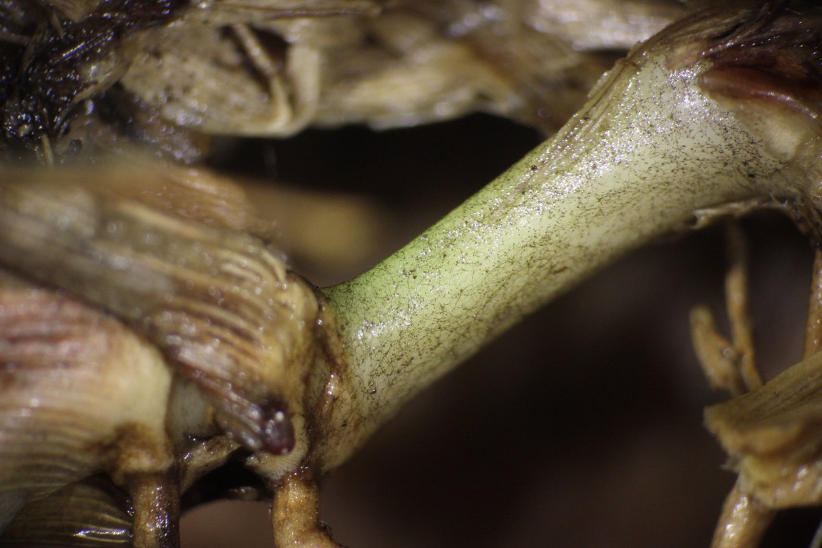 MSUextPlantLab's tweet image. The three amigos!  #StAugustinegrass with impressive leaf spots and leaf yellowing from the #GrayLeafSpot fungus Pyricularia grisea. #TakeAll root rot also is present; note the circuit-board type pattern the #Gaeumannoymyces hyphae and lobed hyphopodia make on the stolon. #MSUext