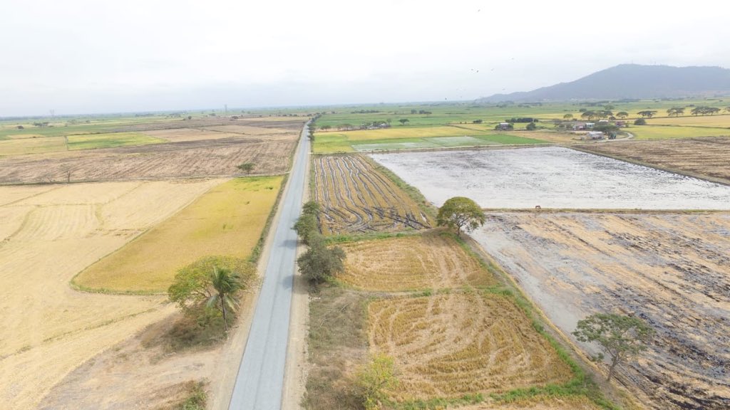 jimmyjairala's tweet image. Avanza el doble tratamiento superficial bituminoso de la vía que une a Zapán con Margarita, corazón de la producción arrocera de Samborondón. @PrefecturGuayas @verollagunoec @MuniSamborondon @cendemocratico