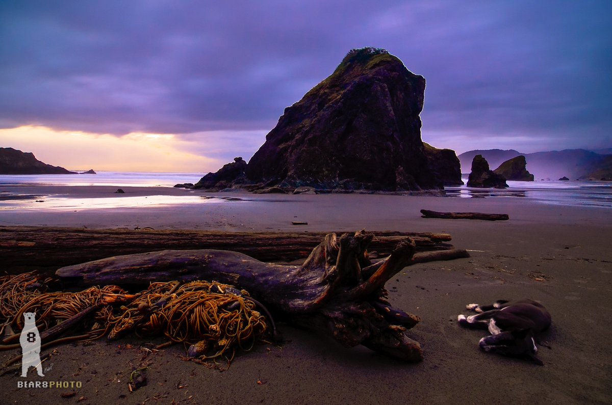 Bear8Photo's tweet photo. It's about time for a doggie nap on the beach...
#MyersBeach #oregoncoast #beachlove #PNW #fridayfeeling #pnwonderland #oregonexplored #fridaymotivation #adventurewithdogs_ #adventurepups #dogswithnature #outdoorpups #animalexplorers #dogpower #natgeolandscape #ourplanetdaily https://t.co/HkhKLm5Awm