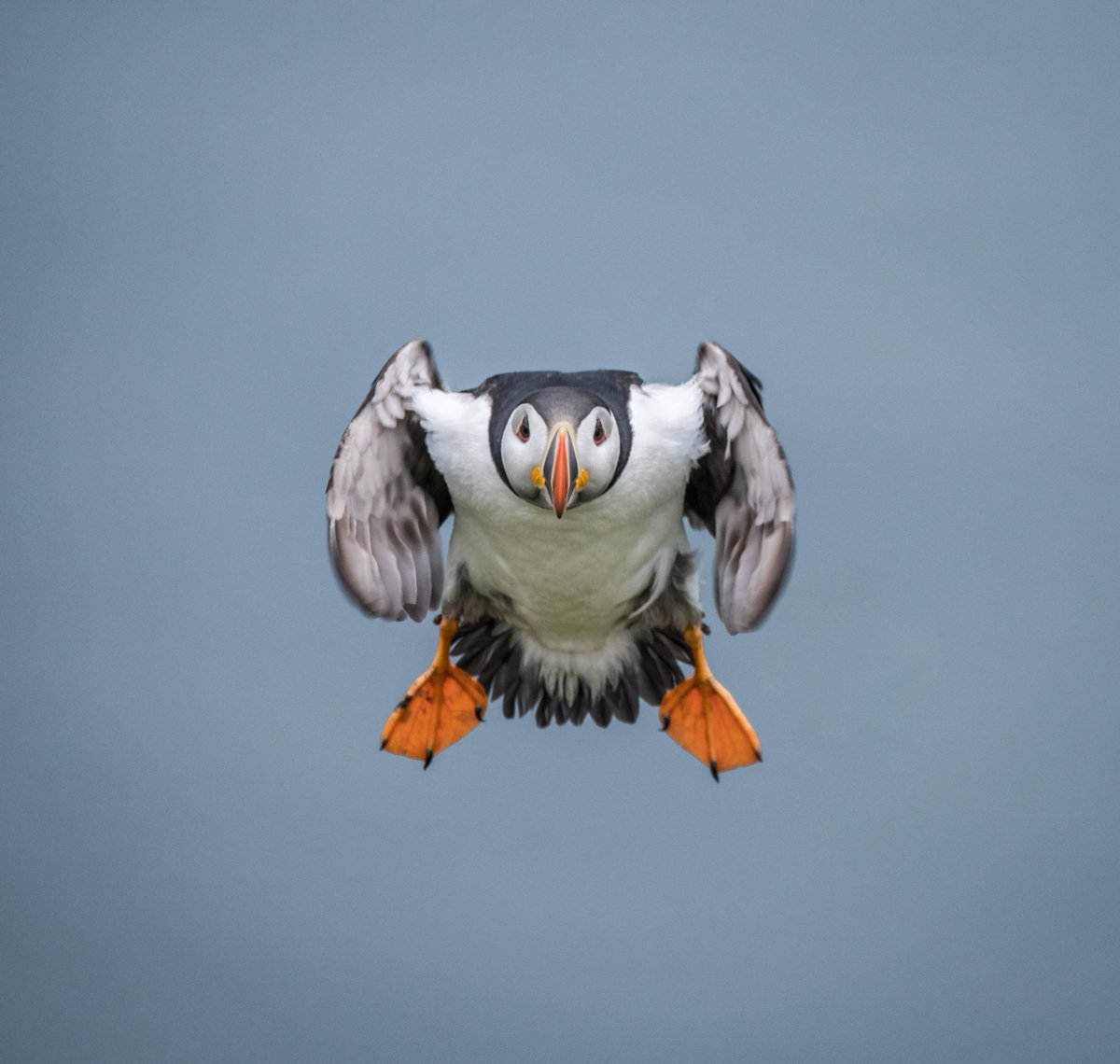 And the public vote winner for the 2018 #CapturingTheMoment  is… ‘Incoming puffin’! George has won a five-day photography tour for two to Glencoe, Scotland in January 2019. A special thanks to @lightandlandphotography for donating this great prize and congratulations to George!