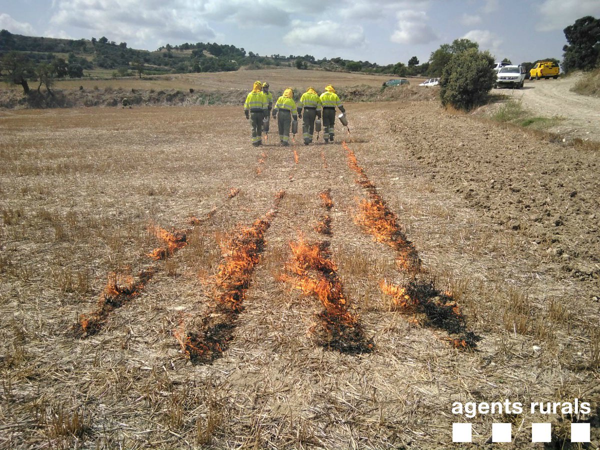agentsruralscat's tweet photo. Aquesta setmana el Grup Especial de Prevenció d'Incendis Forestals (GEPIF), tècnics del Servei de Sanitat Vegetal i #AgentsRurals hem efectuat una crema de rostolls de prova a la #Segarra per avaluar l'eficàcia de l'ús del foc com a mesura fitosanitària @agriculturacat https://t.co/i8zERAmH8q