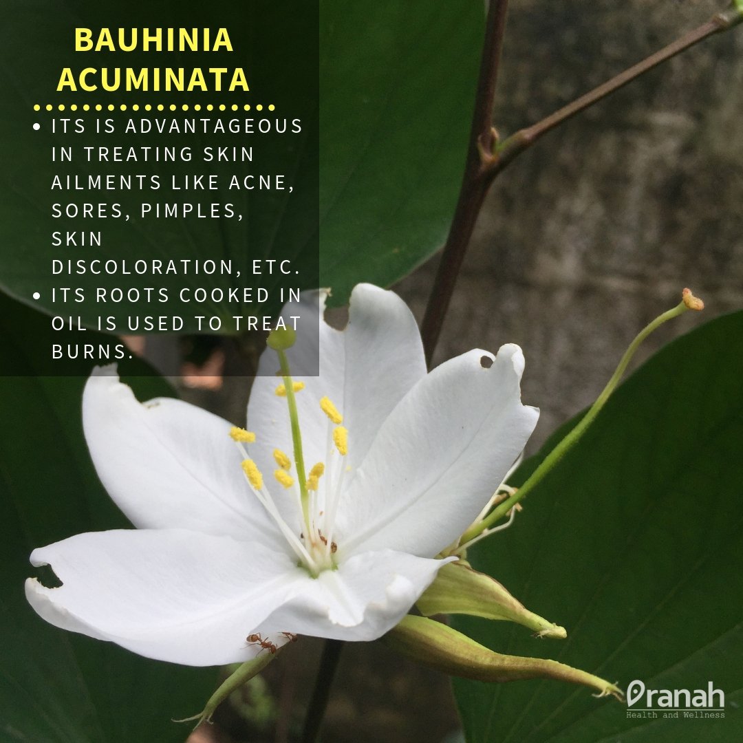 Pranahcommunity's tweet photo. Bauhinia acuminata 🌿 https://t.co/9xwrdtvXrN