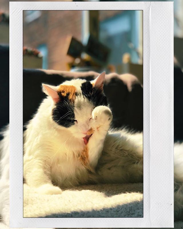 harmonylu_'s tweet photo. Vendredi - on n’oublie pas de prendre soin de soi, comme Gina ! 🐱
-
#iqbe #ginalechat #catsofinstagram #instacat #theduchess https://t.co/we2Vr1IesF https://t.co/OBGw5jZ1aL