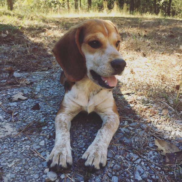 Research has established that life is better with a #beagle. Retweet if your hound has improved your life in a variety of ways! #beaglefacts 

📷 @clacklin25 / Twitter