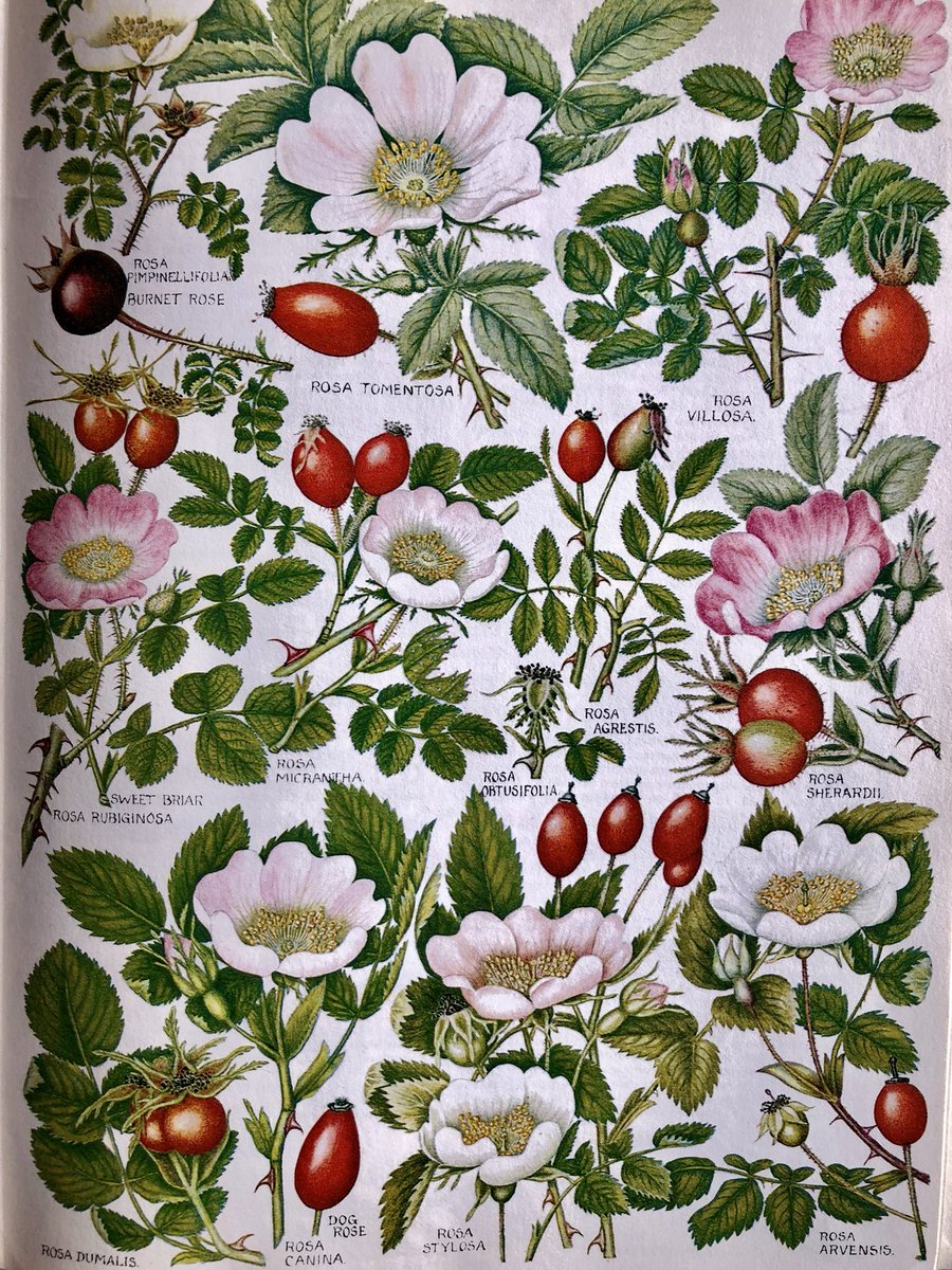 wildflower_hour's tweet image. Out looking for hips, haws, #fruitsandberries this weekend? 🍒Observing the shape and noting the subtle differences between rosehips can help you nail your Rosa ID, as this lovely Keble Martin #botanicalillustration shows! 🌸 #wildflowerhour #theconcisebritishfloraincolour